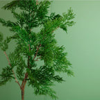 Juniper pine spray