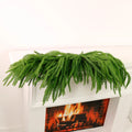 106cm Weeping Norfolk pine swag