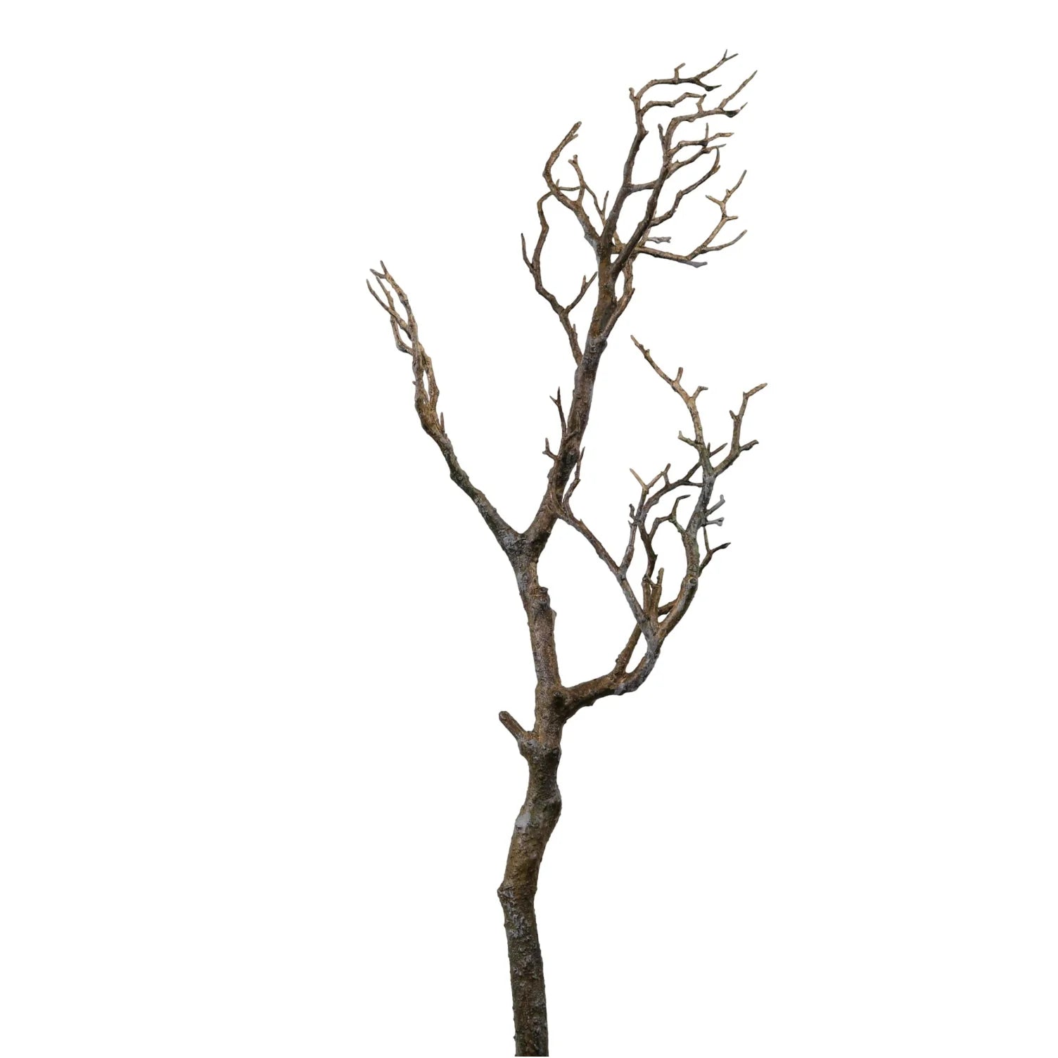 Natural wildwood branch
