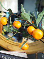 Clementine Branch