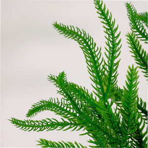 Real touch weeping Norfolk pine pick