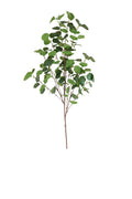 Silver dollar eucalyptus spray in natural green (extra large)