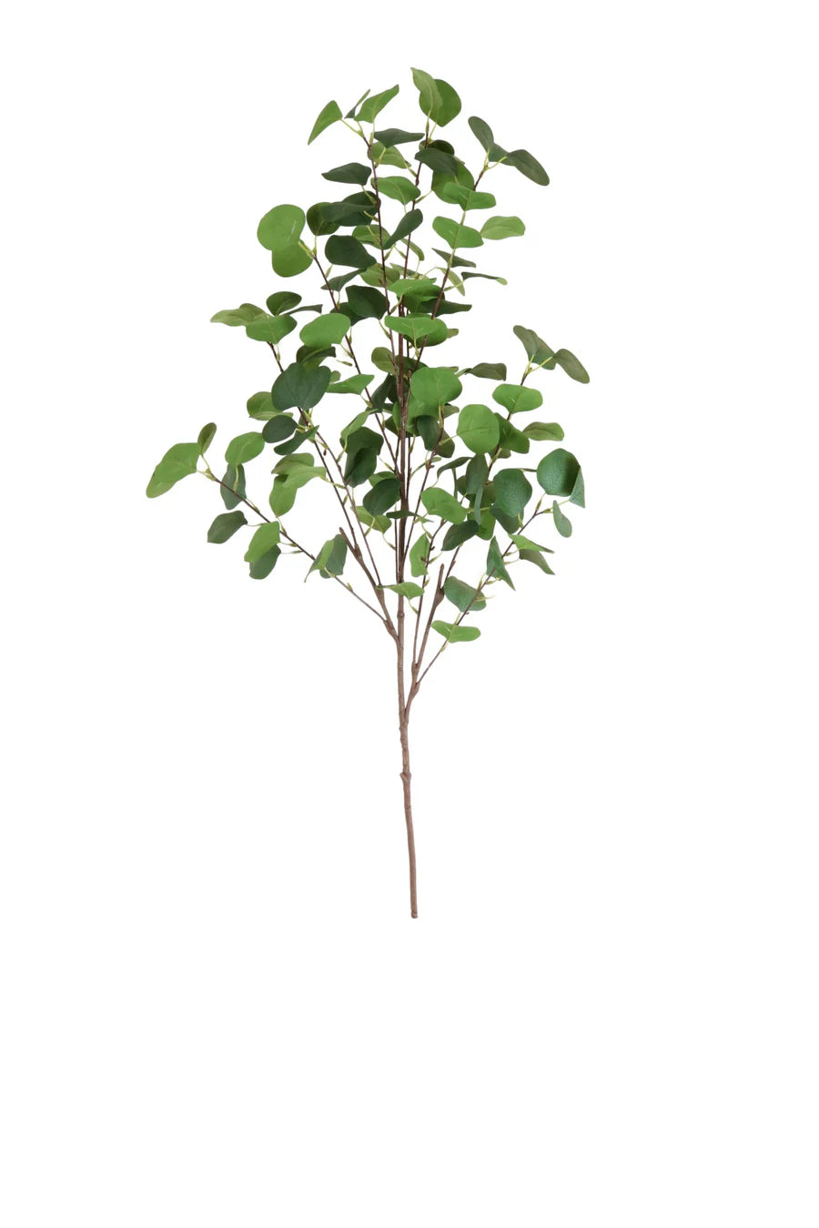Silver dollar eucalyptus spray in natural green (extra large)