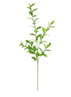 Hoya spray natural green