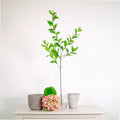 Hoya spray natural green