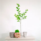 Hoya spray natural green