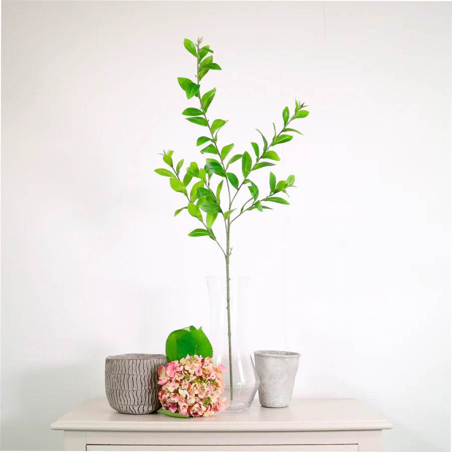 Hoya spray natural green