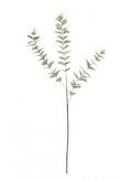 Natural green eucalyptus stem