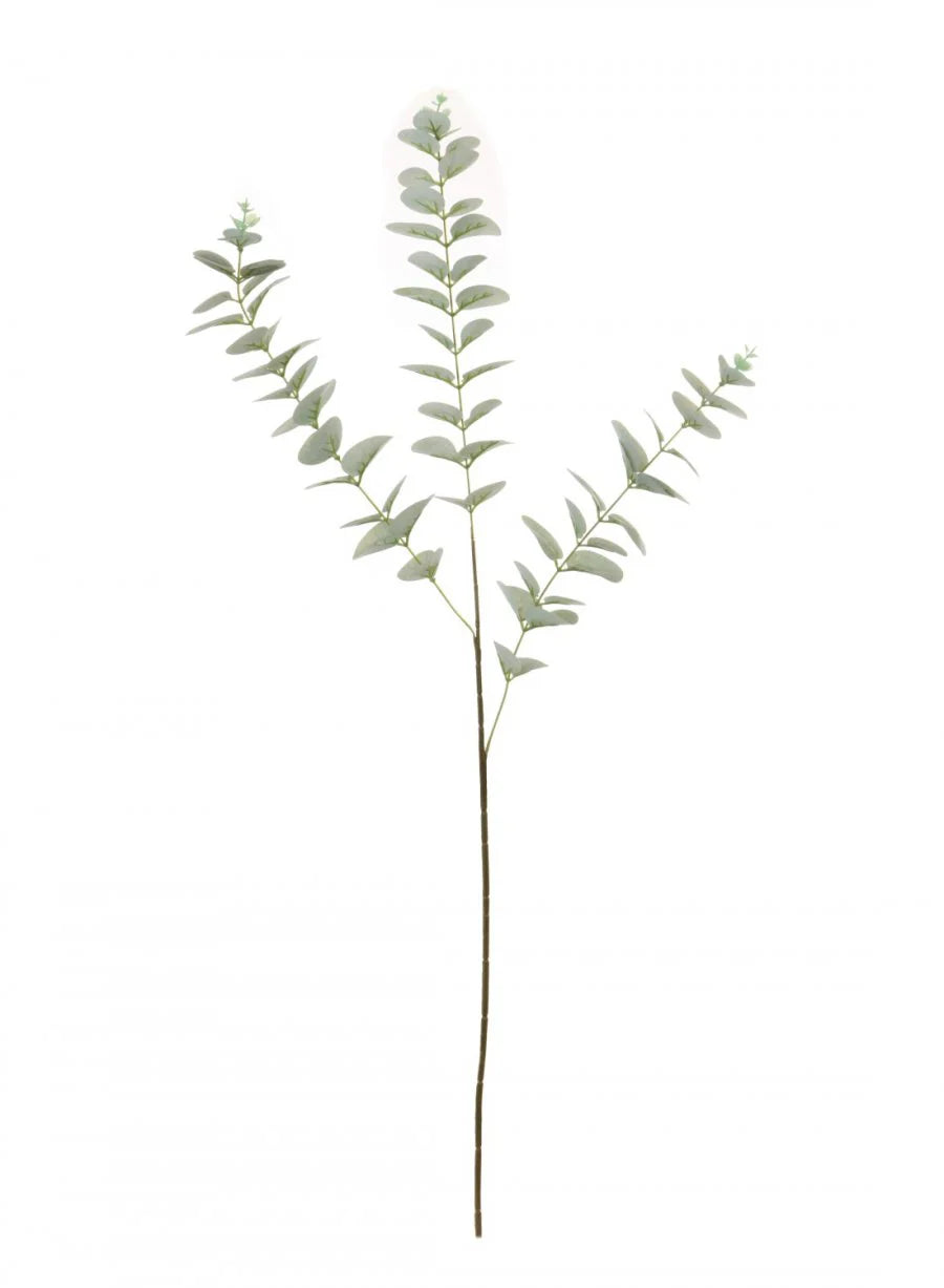 Natural green eucalyptus stem