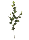 Silver dollar eucalyptus stem in natural green
