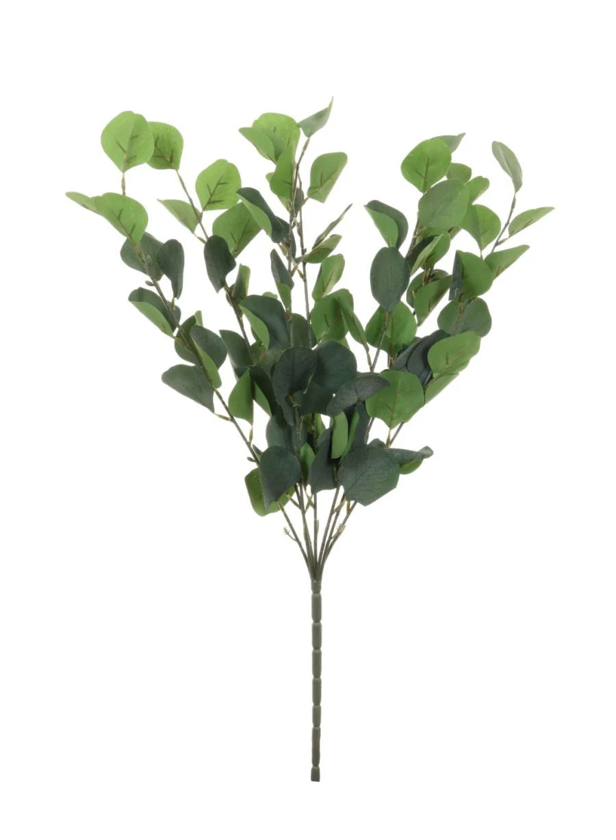 Large silver dollar eucalyptus tall natural green bunch