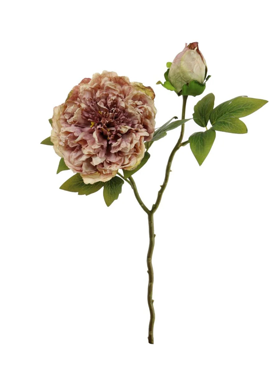 Dried touch nude/pink open peony