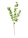 Vibrant green eucalyptus spray