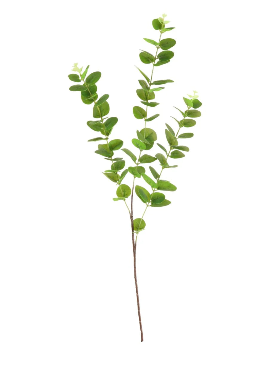 Vibrant green eucalyptus spray