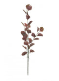 Silver dollar burgundy eucalyptus stem