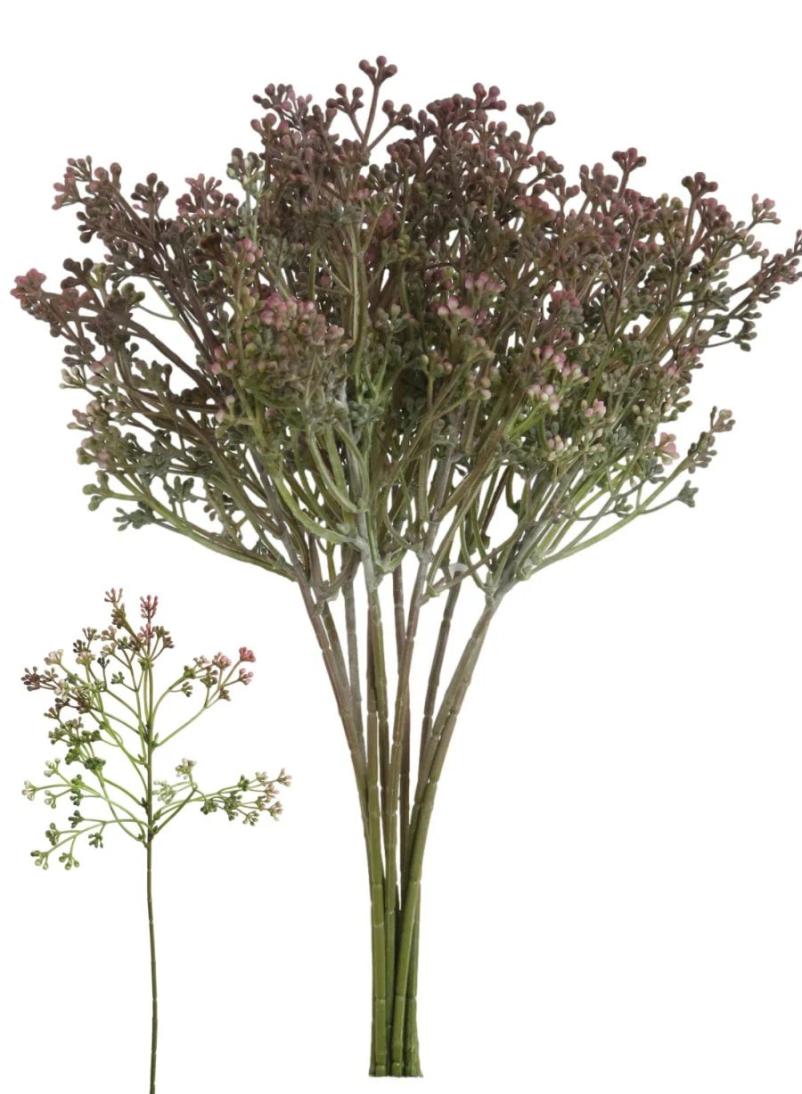 Mulberry 'Felicity' bud sprig bunch