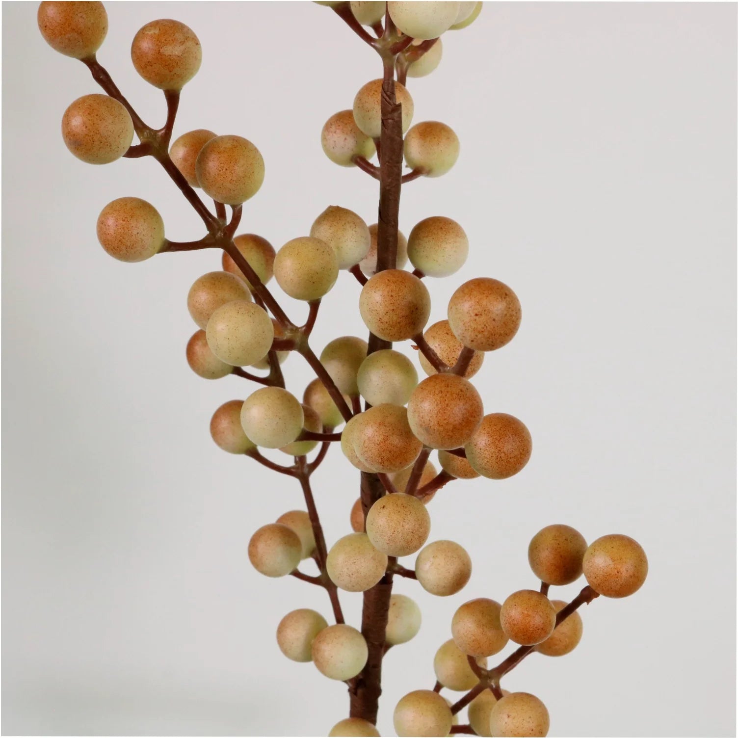 Coffee coloured berry stem