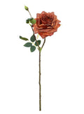 Dried touch russet 'marisa' rose