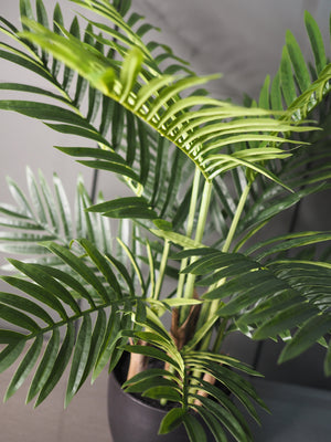 Medium palm tree plant in pot