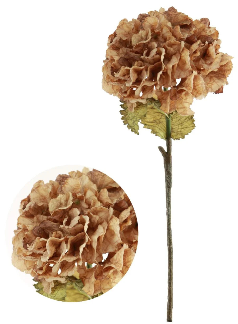 Cappuccino dried touch ruffled hydrangea
