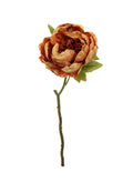 Dried touch closed orange peony
