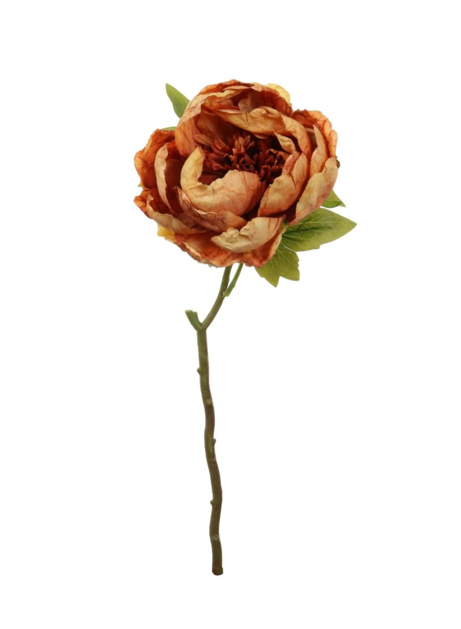Dried touch closed orange peony