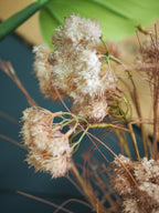 Terracotta toned frosted allium