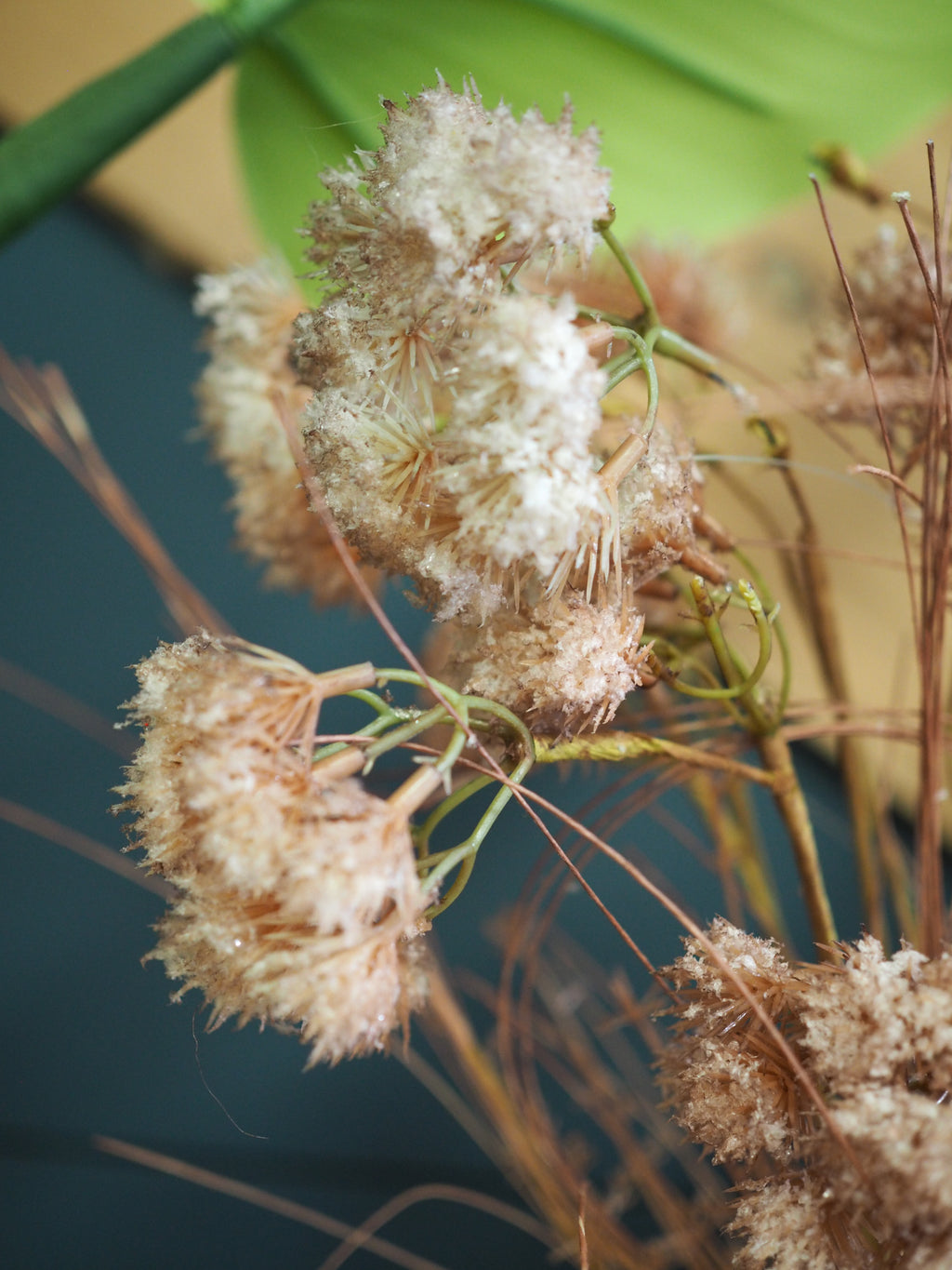 Terracotta toned frosted allium