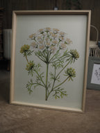 Cow parsley natural framed print (X-large)