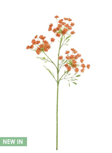 Burnt orange cow parsley