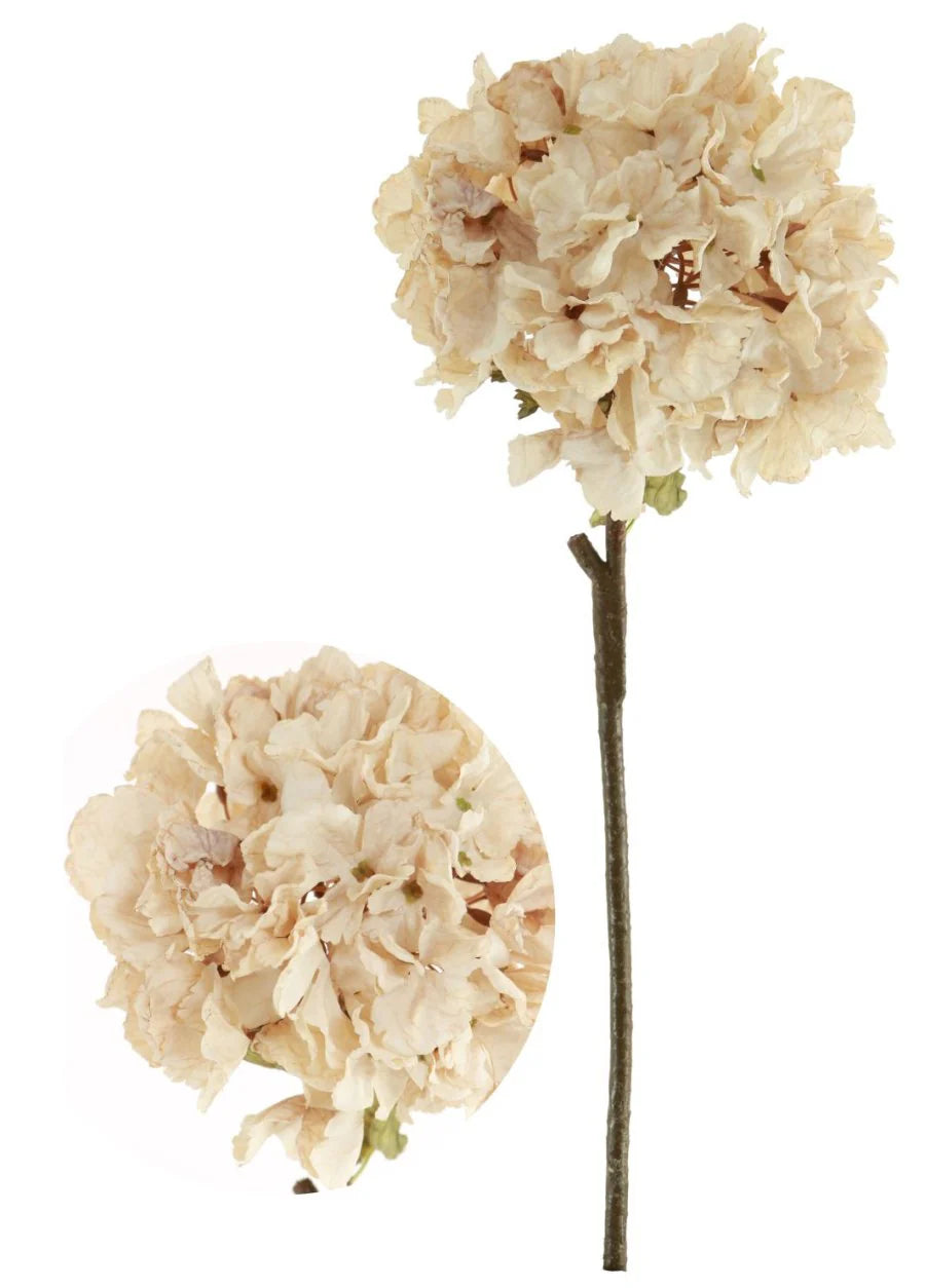 Oyster coloured dried touch ruffled hydrangea