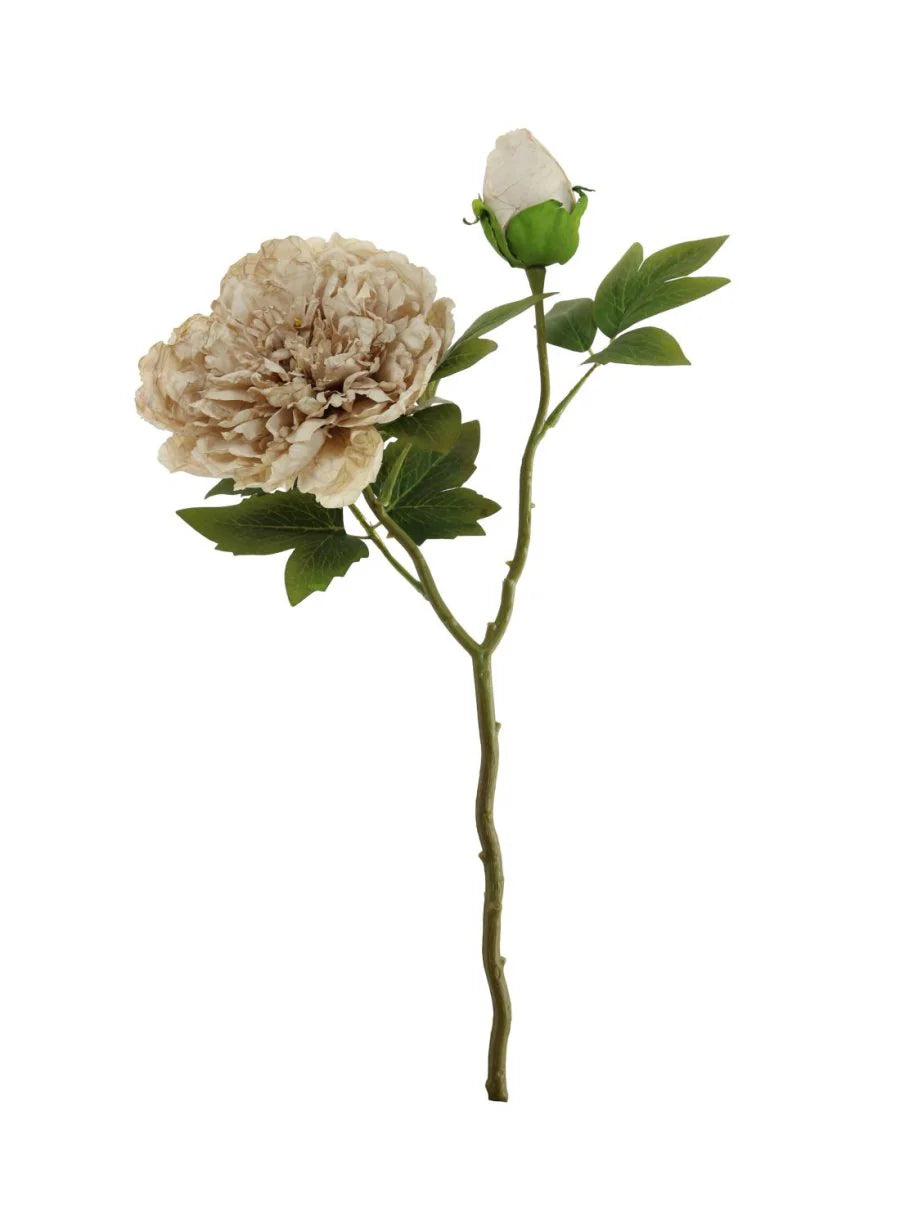 Dried touch oyster open peony