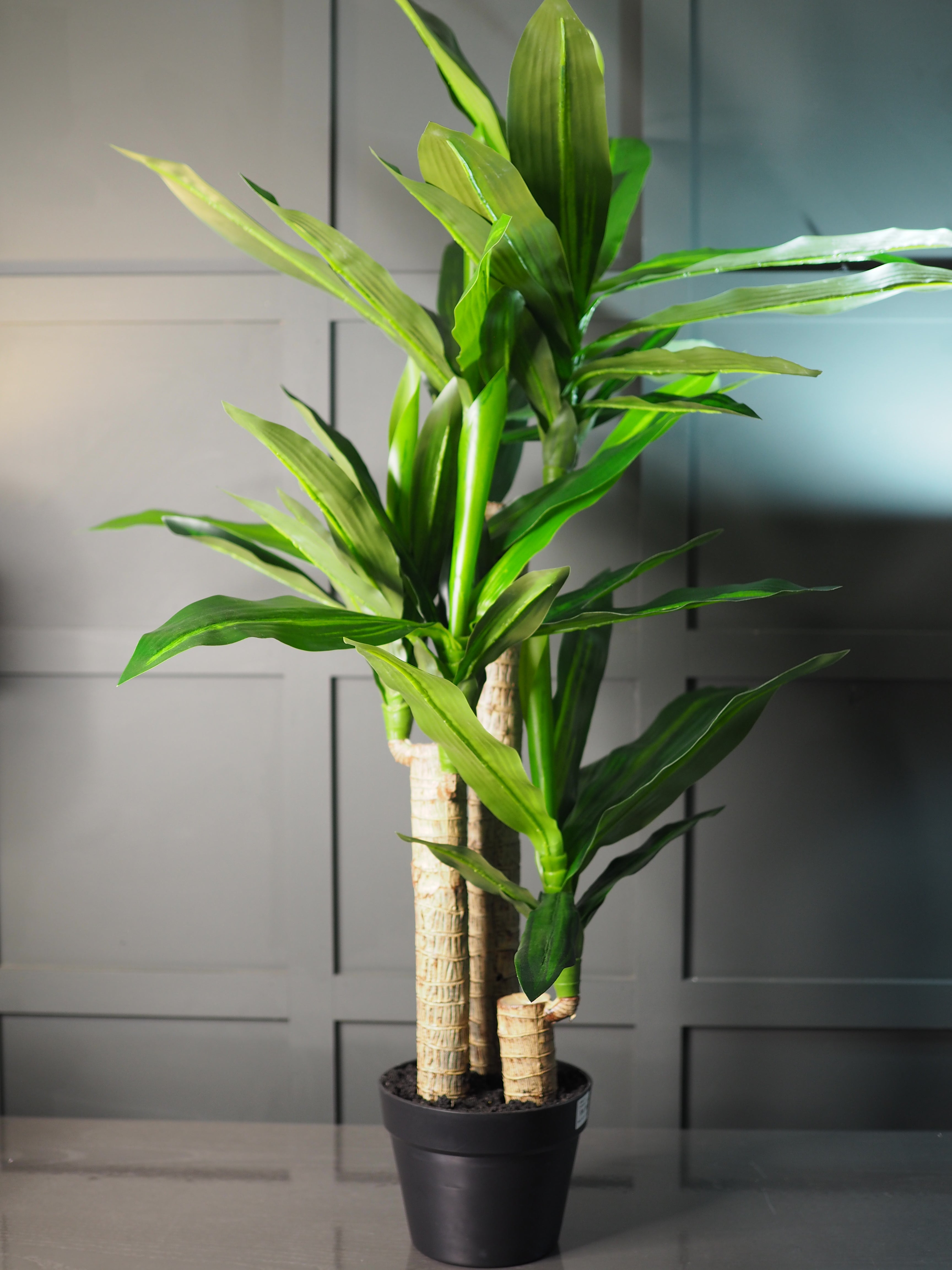 Dracaena plant in pot