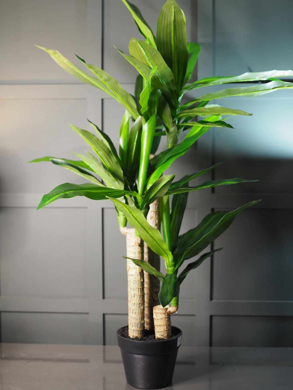 Dracaena plant in pot