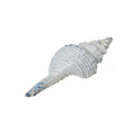 Shell ornament