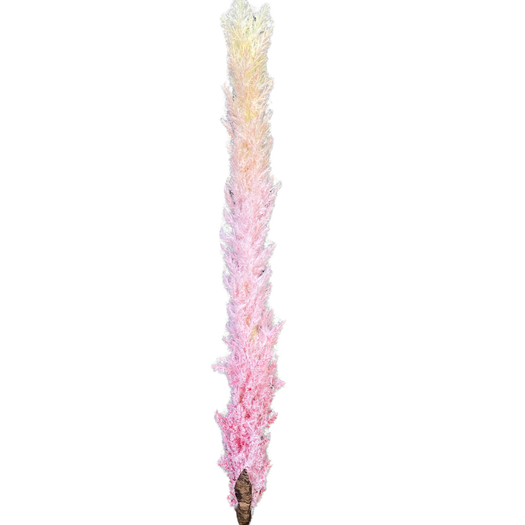 Long ombré pink pampas grass