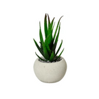 Succulent aloe in pot