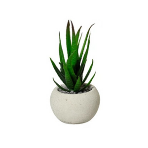 Succulent aloe in pot