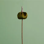 Mini velvet dark green velvet pumpkin picks - 3cm