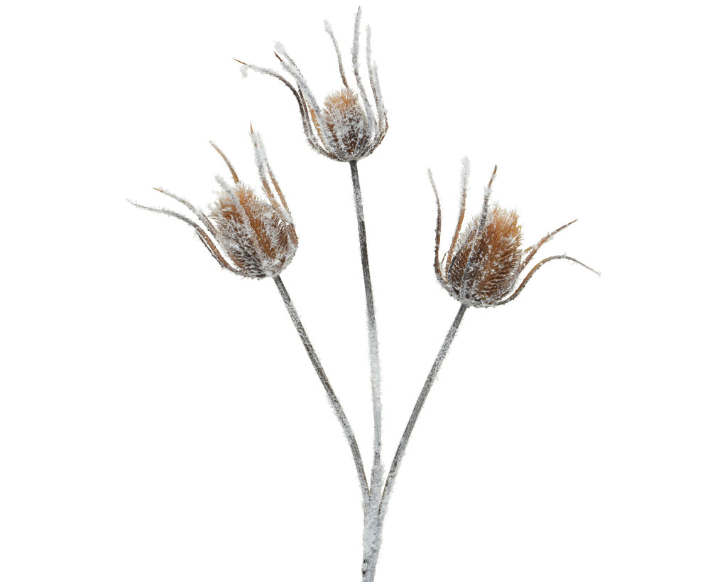 Winter Thistle Spray