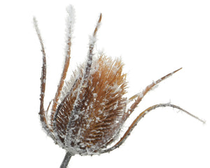 Winter Thistle Spray