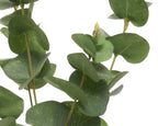 Green Eucalyptus stem