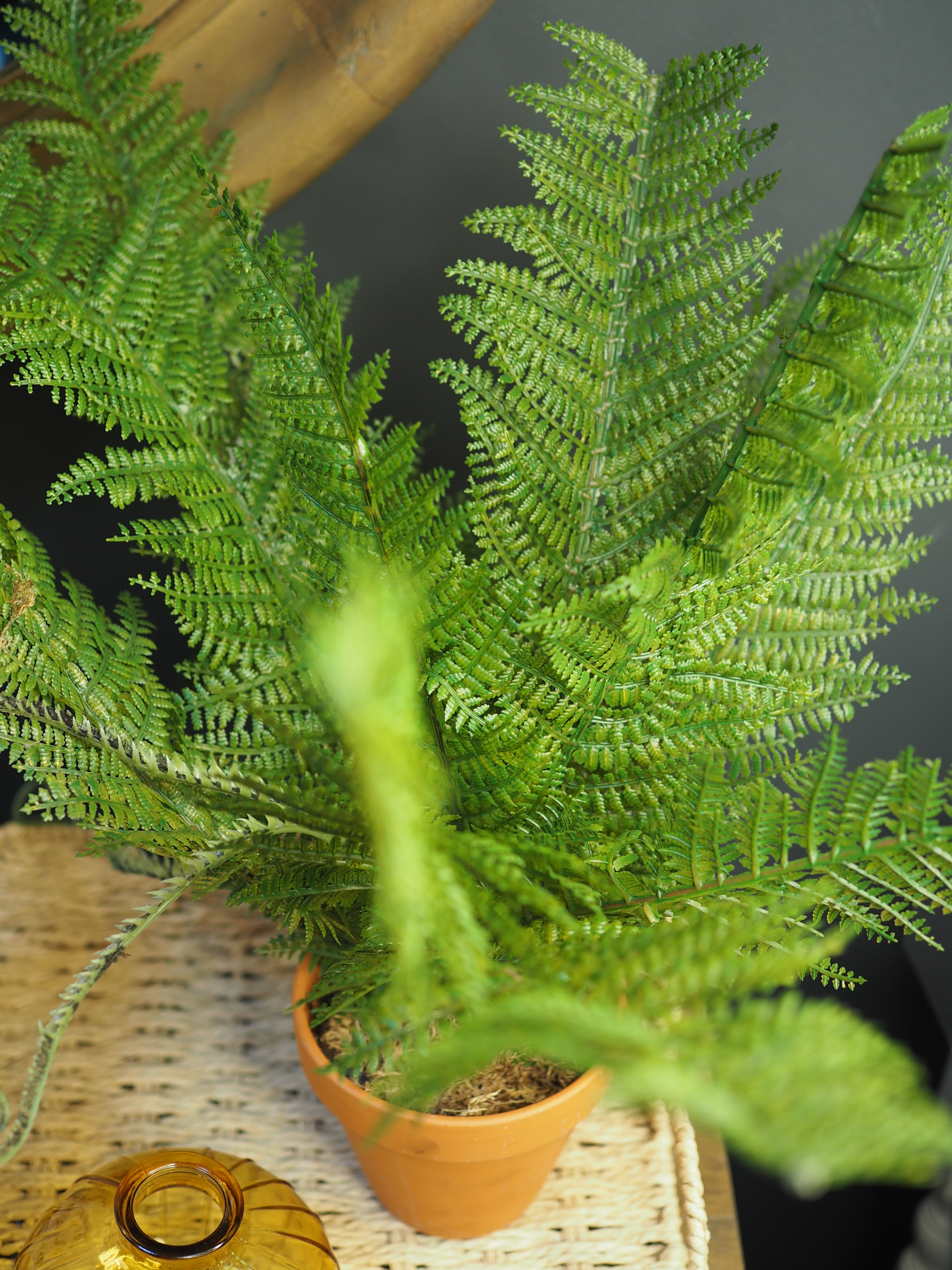 Potted boston fern plant