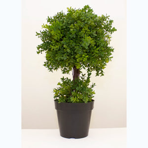 Boxwood small topiary tree 50cm