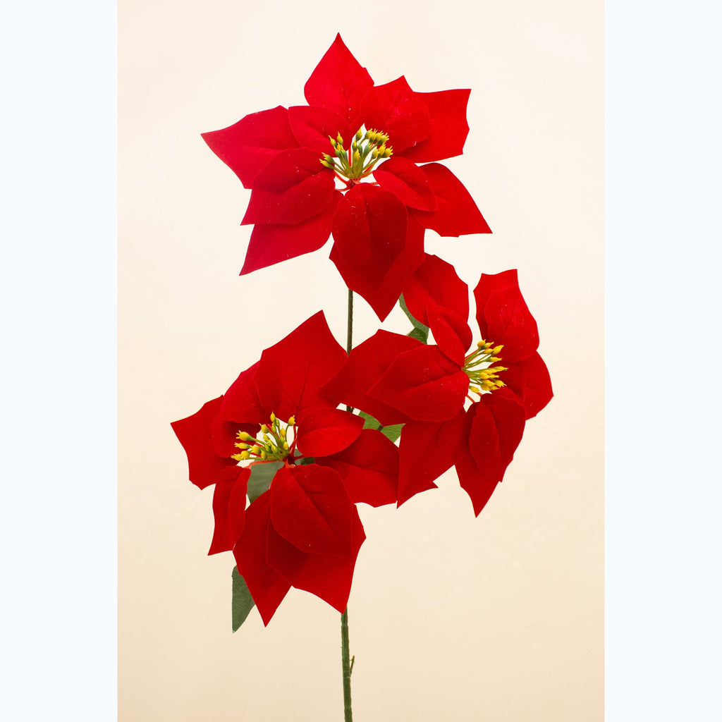 Triple poinsettia stem