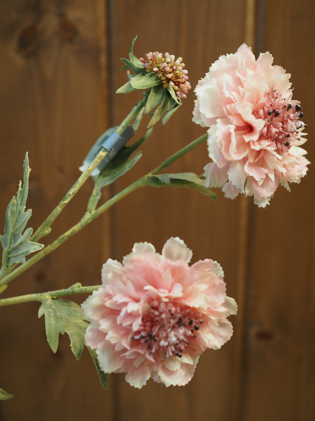 Pink Scabiossa Spray