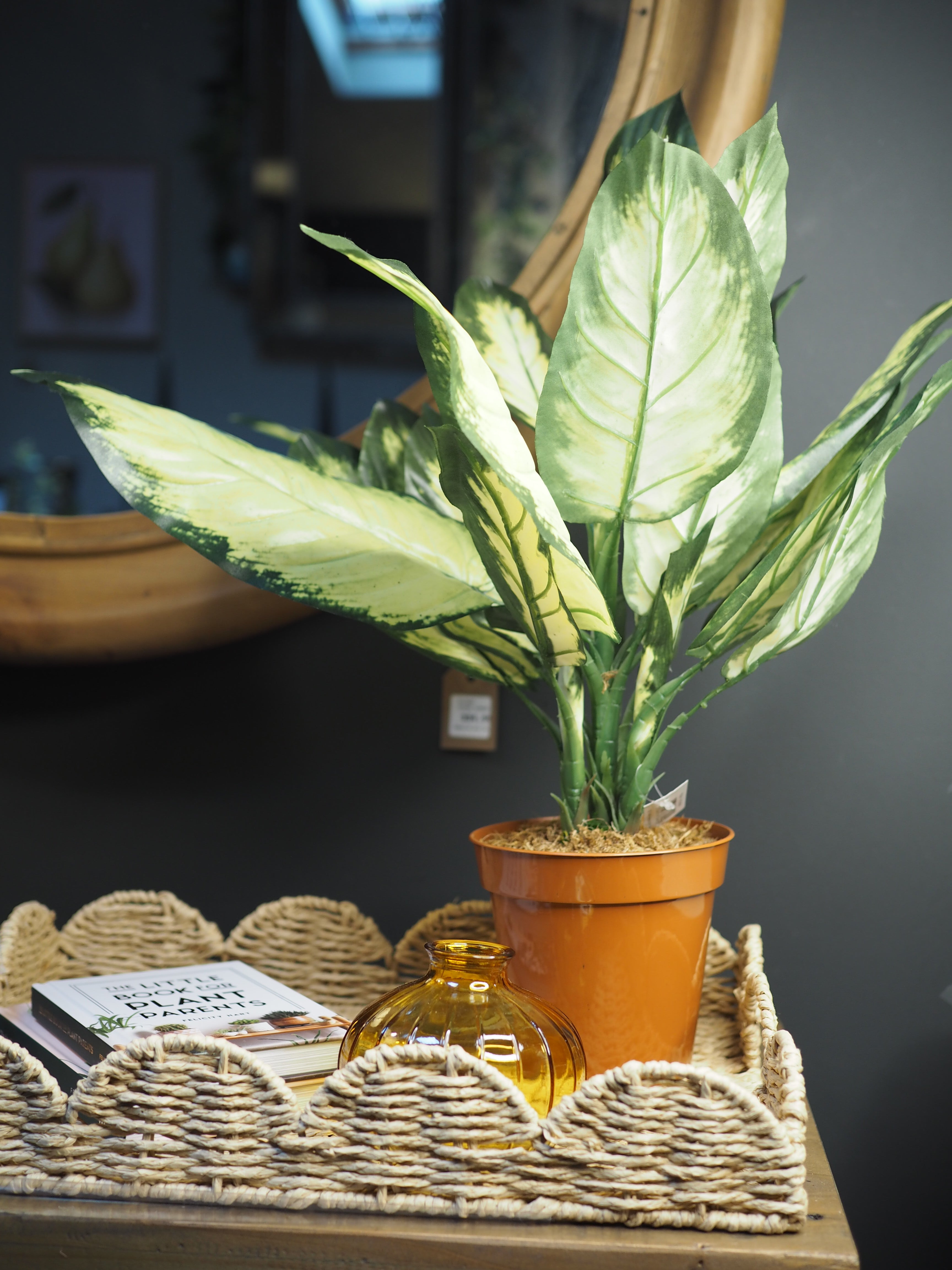 Potted dieffenbachia plant