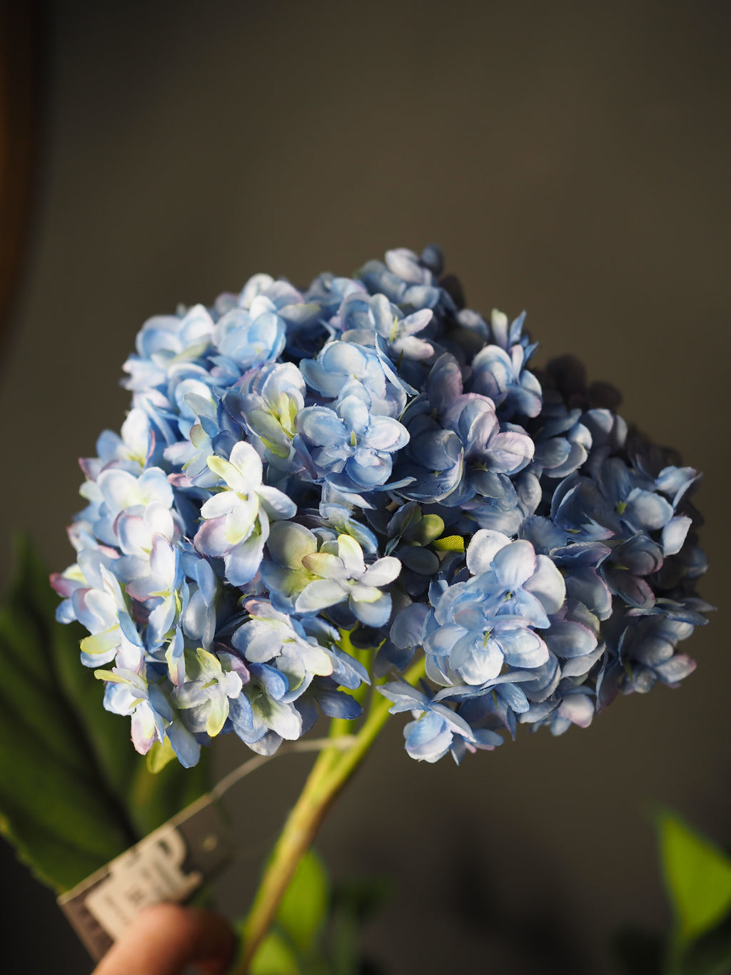Two Toned Blue & Green Hydrangea Stem