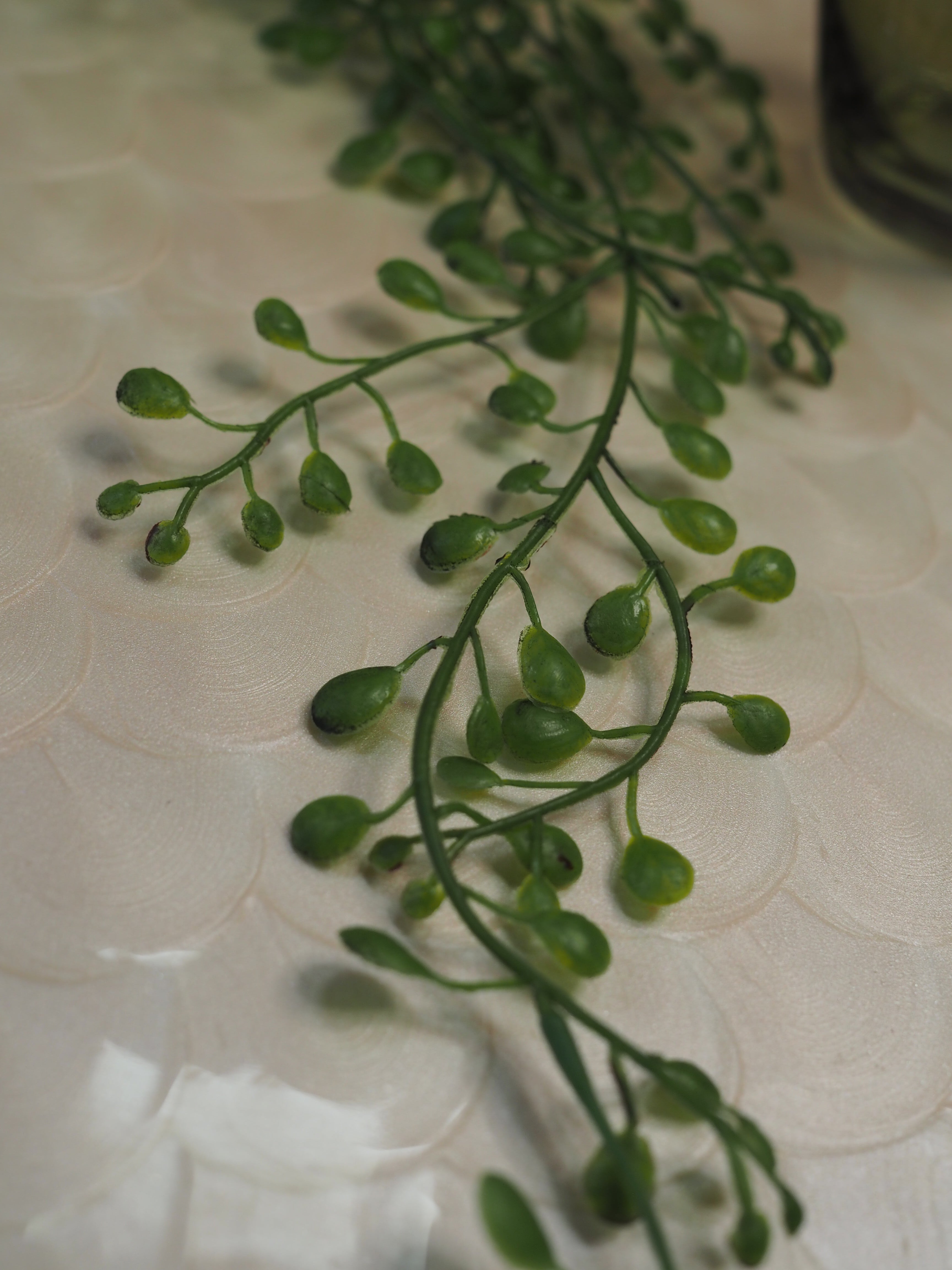 Green Trailing Planktothrix Pick