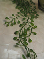 Green Trailing Planktothrix Pick